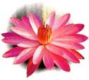 Blomma